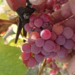 Vendanges 2020 un millésime qui restera dans nos mémoires !