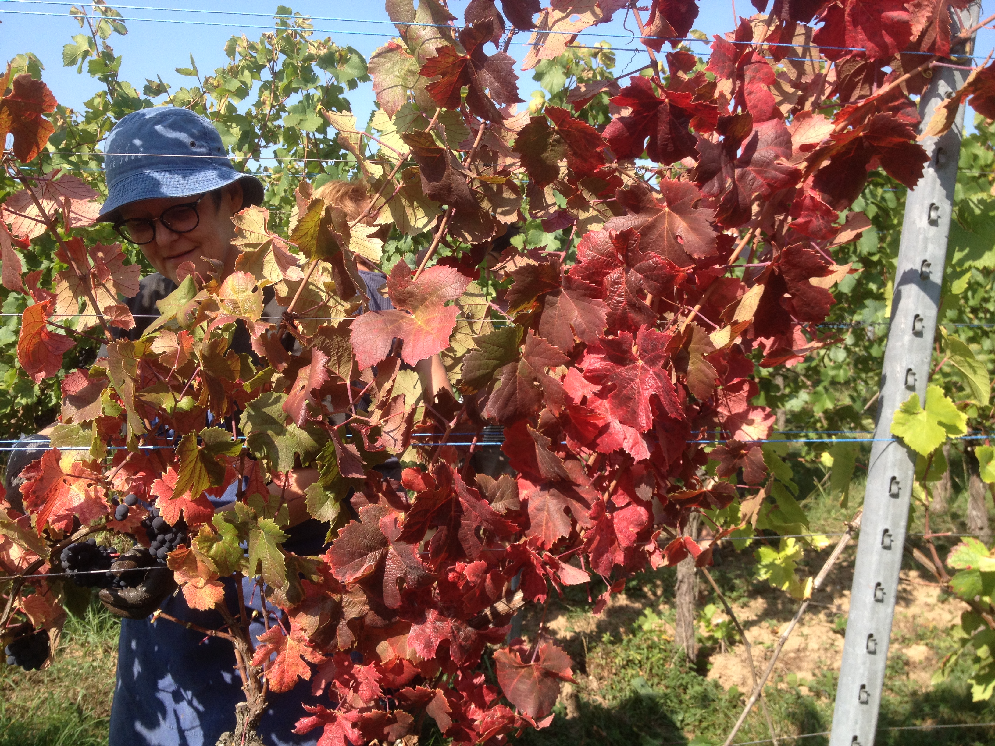 Les feuilles rouges du pinot noir